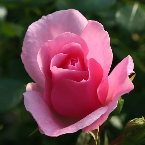 Beautiful_Gloce_Pink_Rose_Flower_Plant_&_Tree_(1.5-3.5_Ft_Height)_For_Your_Sweet_Home/Garden,_Pack_Of_1