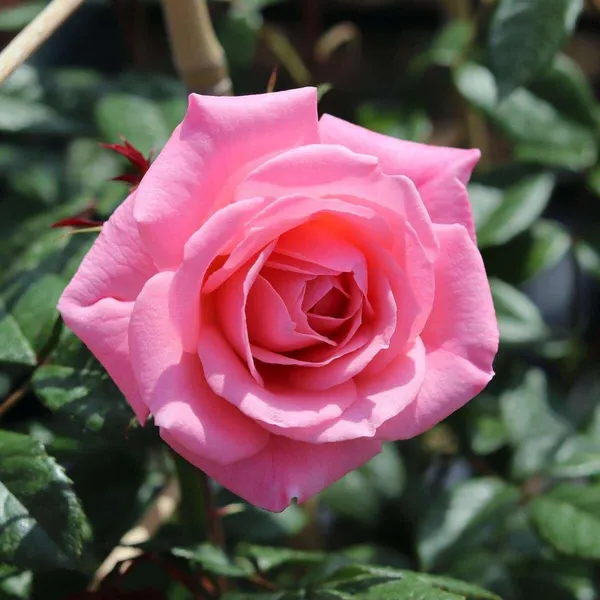 Beautiful_Gloce_Pink_Rose_Flower_Plant_&_Tree_(1.5-3.5_Ft_Height)_For_Your_Sweet_Home/Garden,_Pack_Of_1