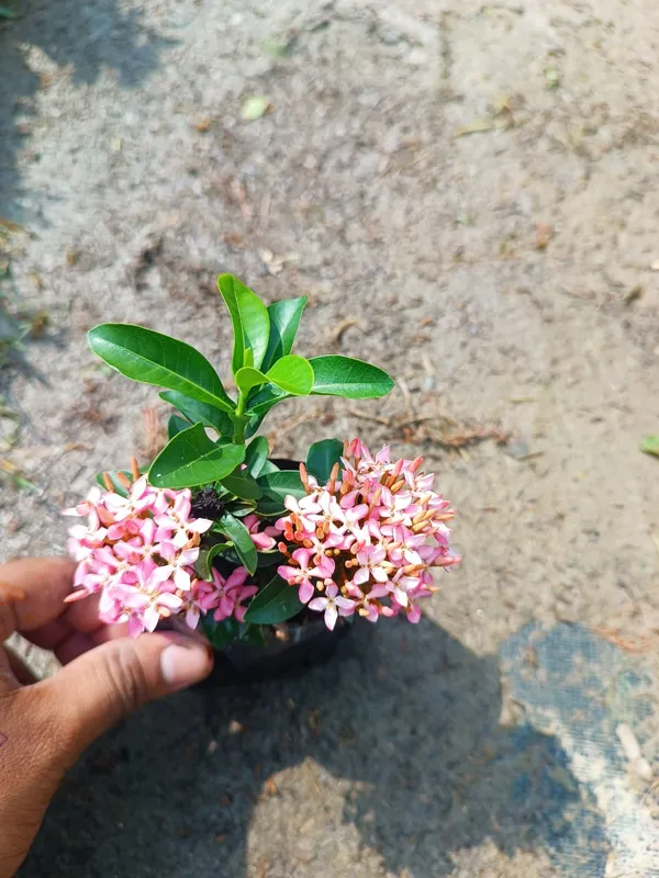 Beautiful_Mini_Rangan_Flower_Plant_Rangana_Flower_(COMBO_Pack_Of_1_Color)_Live_Plant_Good_Variety