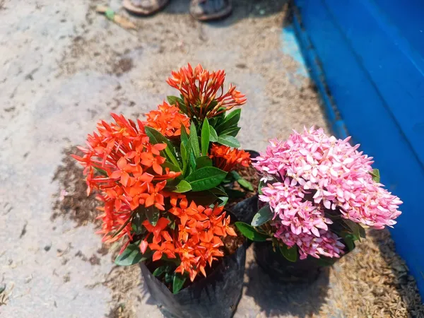 Beautiful_Mini_Rangan_Flower_Plant_Rangana_Flower_(COMBO_Pack_Of_1_Color)_Live_Plant_Good_Variety