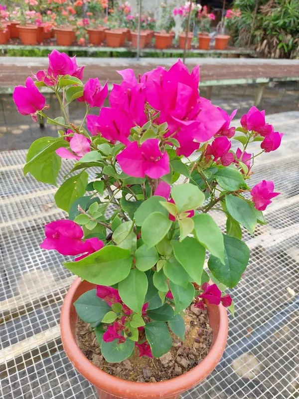 Beautiful_Pink_Bougainvillea_Flower_Plant_&_Tree_(1.5-3.5_Ft_Height)_For_Garden_Well_Watered_Bougainvillea_Plant_(Hybrid,_Pack_Of_1)