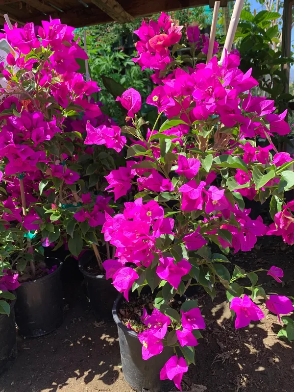 Beautiful_Pink_Bougainvillea_Flower_Plant_&_Tree_(1.5-3.5_Ft_Height)_For_Garden_Well_Watered_Bougainvillea_Plant_(Hybrid,_Pack_Of_1)