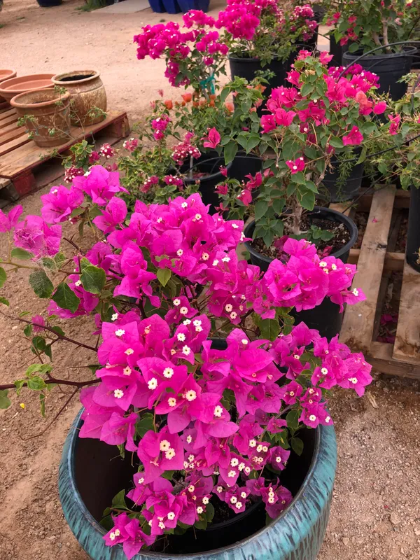 Beautiful_Pink_Bougainvillea_Flower_Plant_&_Tree_(1.5-3.5_Ft_Height)_For_Garden_Well_Watered_Bougainvillea_Plant_(Hybrid,_Pack_Of_1)