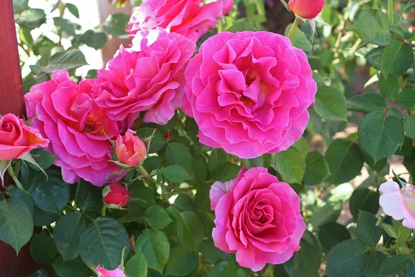 Beautiful_Pink_Rose_Ready_To_Flower_Plant_For_Home_Decor/Shrub/Garden_(Hybrid,_Pack_Of_1)