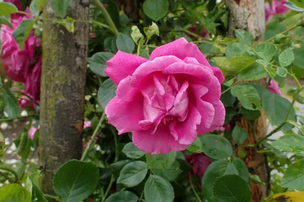 Beautiful_Pink_Rose_Ready_To_Flower_Plant_For_Home_Decor/Shrub/Garden_(Hybrid,_Pack_Of_1)