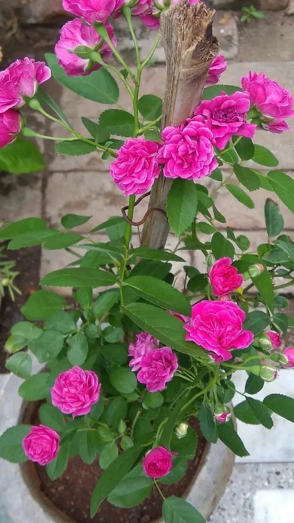 Beautiful_Pink_Rose_Ready_To_Flower_Plant_For_Home_Decor/Shrub/Garden_(Hybrid,_Pack_Of_1)