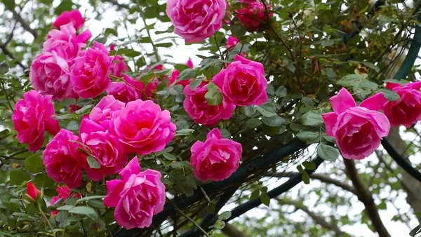 Beautiful_Pink_Rose_Ready_To_Flower_Plant_For_Home_Decor/Shrub/Garden_(Hybrid,_Pack_Of_1)