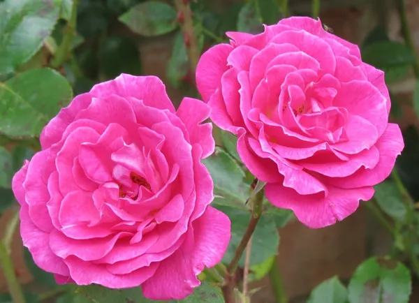 Beautiful_Pink_Rose_Ready_To_Flower_Plant_For_Home_Decor/Shrub/Garden_(Hybrid,_Pack_Of_1)