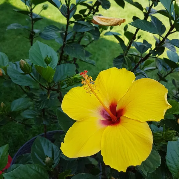 Beautiful_Yellow_Hibiscus_Live_Flower_Plant_&_Tree_(1.5-3.5_Ft_Height)_For_Garden,_Well_Watered_Hibiscus/Gudhal_Flower_Plant_(Pack_Of_1)