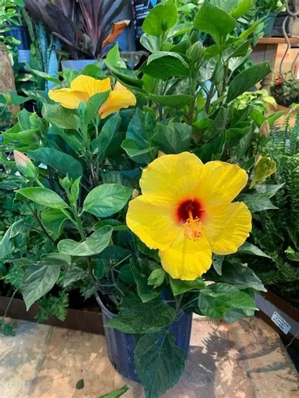 Beautiful_Yellow_Hibiscus_Live_Flower_Plant_&_Tree_(1.5-3.5_Ft_Height)_For_Garden,_Well_Watered_Hibiscus/Gudhal_Flower_Plant_(Pack_Of_1)
