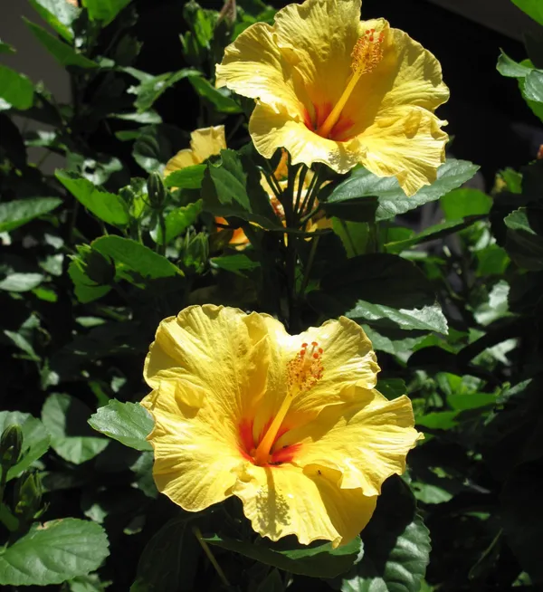 Beautiful_Yellow_Hibiscus_Live_Flower_Plant_&_Tree_(1.5-3.5_Ft_Height)_For_Garden,_Well_Watered_Hibiscus/Gudhal_Flower_Plant_(Pack_Of_1)