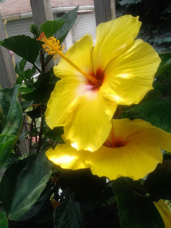 Beautiful_Yellow_Hibiscus_Live_Flower_Plant_&_Tree_(1.5-3.5_Ft_Height)_For_Garden,_Well_Watered_Hibiscus/Gudhal_Flower_Plant_(Pack_Of_1)