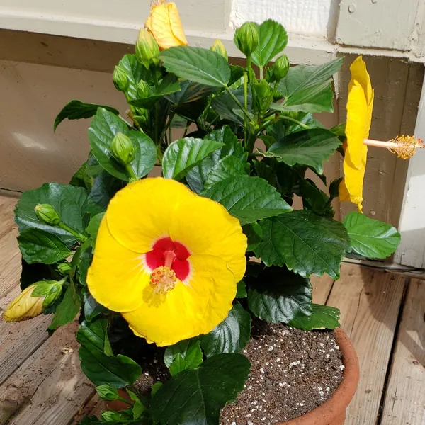 Beautiful_Yellow_Hibiscus_Live_Flower_Plant_&_Tree_(1.5-3.5_Ft_Height)_For_Garden,_Well_Watered_Hibiscus/Gudhal_Flower_Plant_(Pack_Of_1)