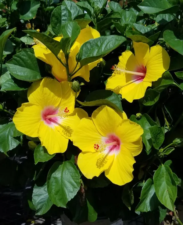 Beautiful_Yellow_Hibiscus_Live_Flower_Plant_&_Tree_(1.5-3.5_Ft_Height)_For_Garden,_Well_Watered_Hibiscus/Gudhal_Flower_Plant_(Pack_Of_1)