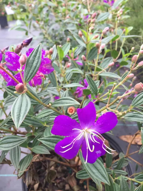 Begum_Bahar_(Violet)_Flowering_Plant_&_Tree_For_Shrub/Bush/Home_Garden_(Hybrid,_Pack_Of_1)