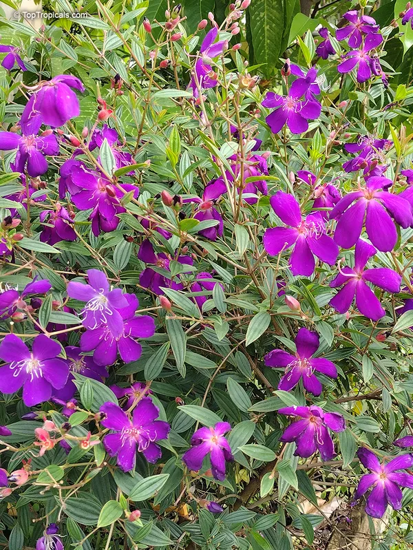 Begum_Bahar_(Violet)_Flowering_Plant_&_Tree_For_Shrub/Bush/Home_Garden_(Hybrid,_Pack_Of_1)