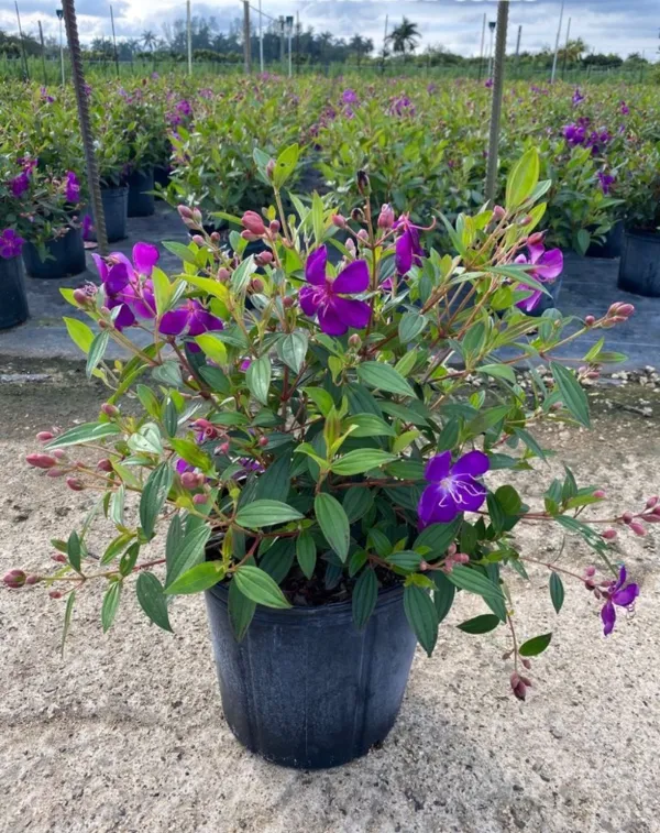 Begum_Bahar_(Violet)_Flowering_Plant_&_Tree_For_Shrub/Bush/Home_Garden_(Hybrid,_Pack_Of_1)