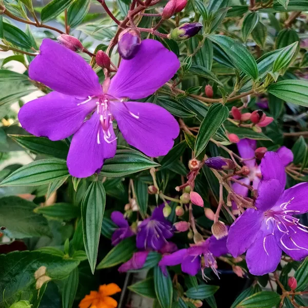 Begum_Bahar_(Violet)_Flowering_Plant_&_Tree_For_Shrub/Bush/Home_Garden_(Hybrid,_Pack_Of_1)