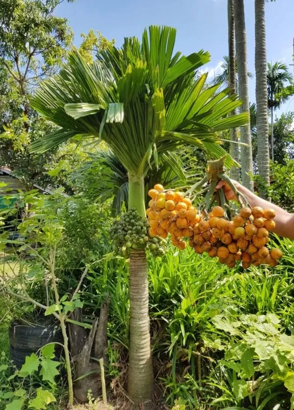 Betel_Nut_Plant