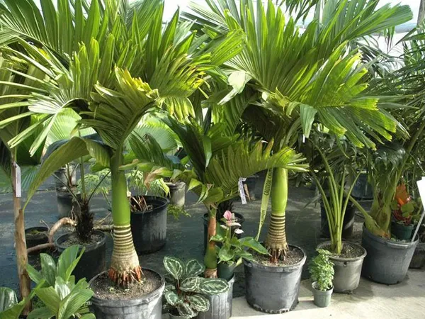 Betel_Nut_Plant