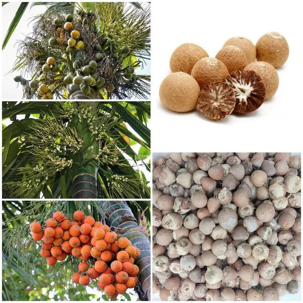 Betel_Nut_Plant
