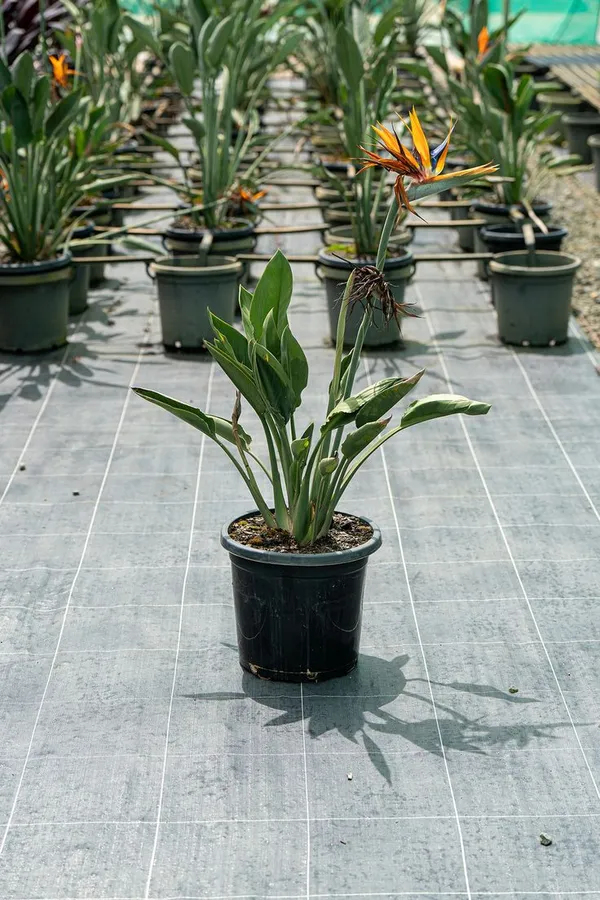 Bird_of_paradise_plant