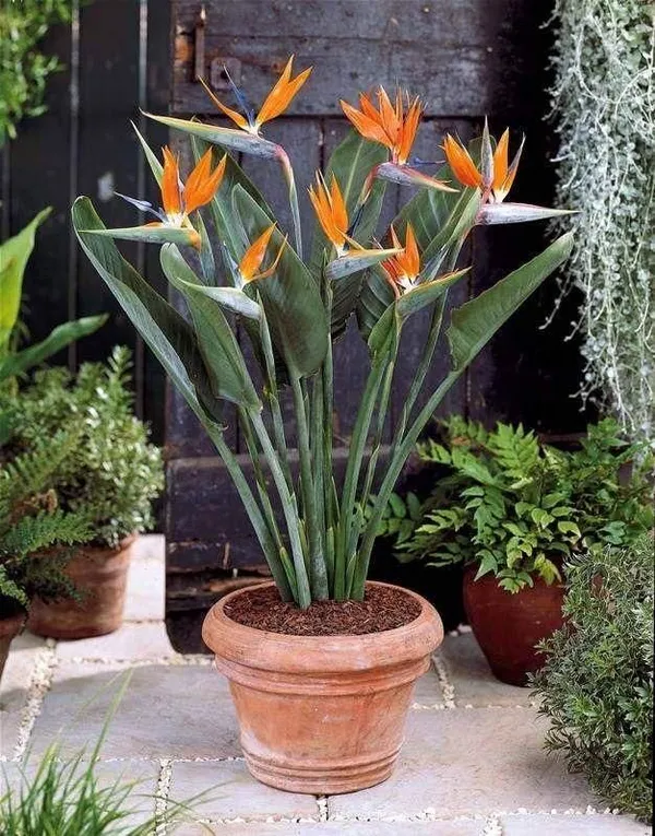 Bird_of_paradise_plant