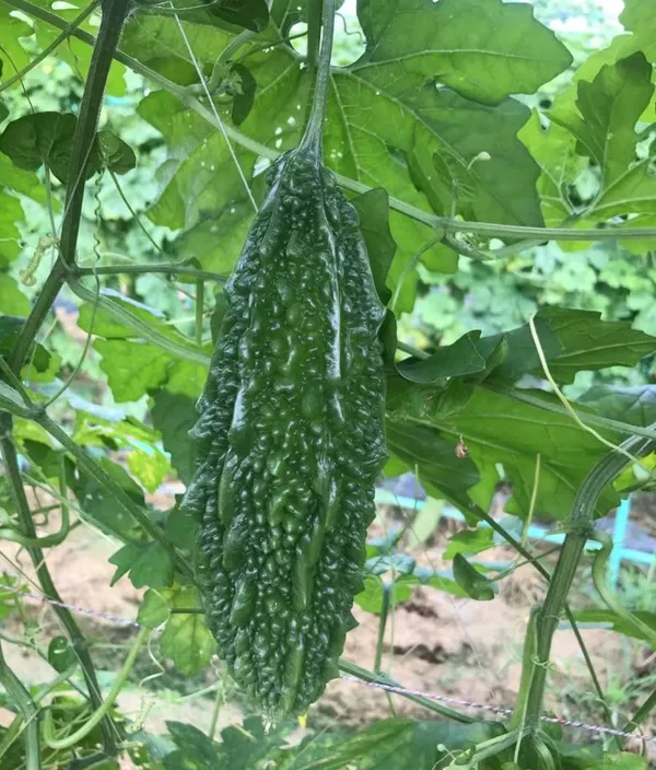 Long_Bitter_Gourd_Seeds_-_200_gms_For_Home_Garden_Easy_To_Grow_Bitter_Melon_Seeds,_Pack_Of_1