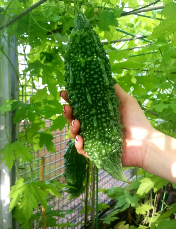 Long_Bitter_Gourd_Seeds_-_200_gms_For_Home_Garden_Easy_To_Grow_Bitter_Melon_Seeds,_Pack_Of_1