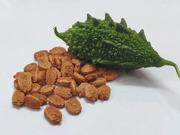 Long_Bitter_Gourd_Seeds_-_200_gms_For_Home_Garden_Easy_To_Grow_Bitter_Melon_Seeds,_Pack_Of_1