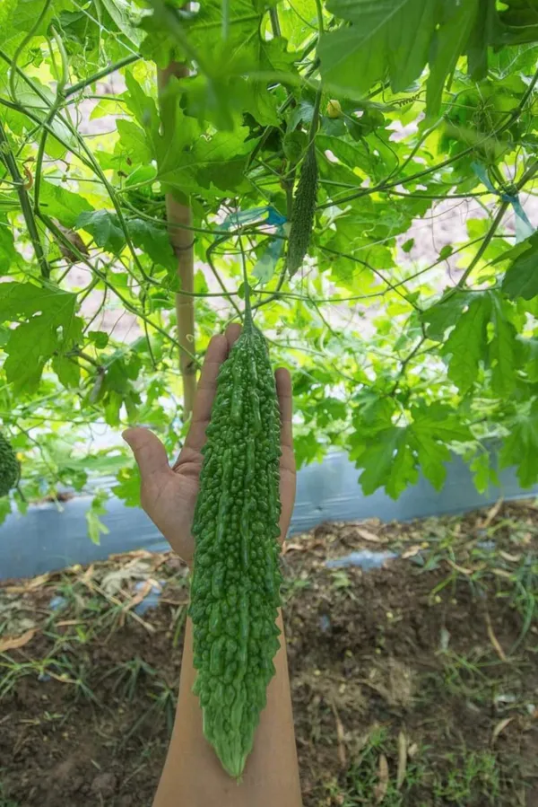 Long_Bitter_Gourd_Seeds_-_200_gms_For_Home_Garden_Easy_To_Grow_Bitter_Melon_Seeds,_Pack_Of_1