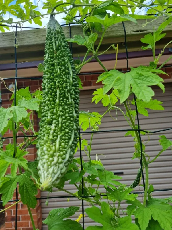 Long_Bitter_Gourd_Seeds_-_200_gms_For_Home_Garden_Easy_To_Grow_Bitter_Melon_Seeds,_Pack_Of_1