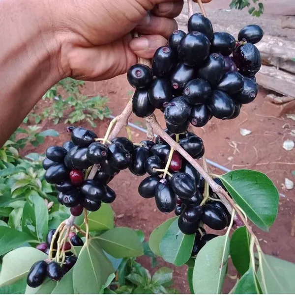 Black_Plum/Hybrid_Jamun_Plant_High-Yielding_&_Healthy_Fruit_Tree_for_Home_Garden_&_Outdoors