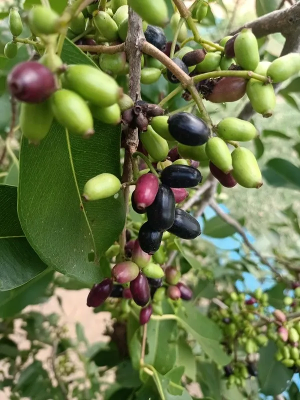 Black_Plum/Hybrid_Jamun_Plant_High-Yielding_&_Healthy_Fruit_Tree_for_Home_Garden_&_Outdoors