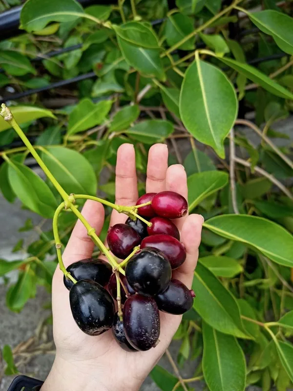 Black_Plum/Hybrid_Jamun_Plant_High-Yielding_&_Healthy_Fruit_Tree_for_Home_Garden_&_Outdoors