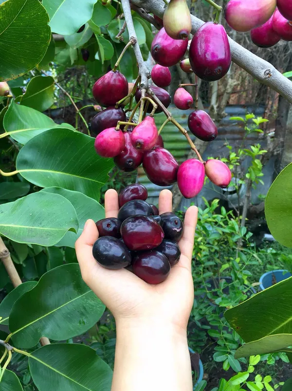 Black_Plum/Hybrid_Jamun_Plant_High-Yielding_&_Healthy_Fruit_Tree_for_Home_Garden_&_Outdoors
