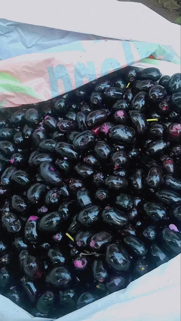 Black_Plum/Hybrid_Jamun_Plant_High-Yielding_&_Healthy_Fruit_Tree_for_Home_Garden_&_Outdoors