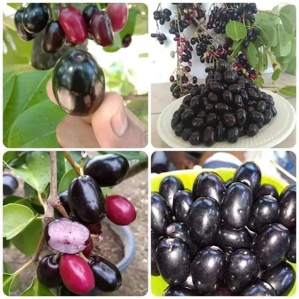 Black_Plum/Hybrid_Jamun_Plant_High-Yielding_&_Healthy_Fruit_Tree_for_Home_Garden_&_Outdoors