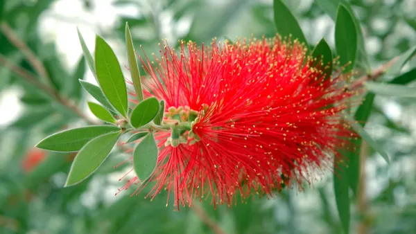 Bottle_Brush_Shrub_Flower_Plant_&_Tree_(1.5-3.5_Ft_Height)_For_Your_Sweet_Home_Garden_(Pack_Of_1)
