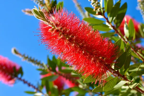 Bottle_Brush_Shrub_Flower_Plant_&_Tree_(1.5-3.5_Ft_Height)_For_Your_Sweet_Home_Garden_(Pack_Of_1)