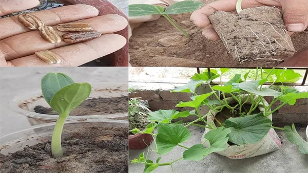 Bottle_Gourd_(Lauki_/_Ghiya)_Oval_Round_Seeds_-_200_gms_-_12_Seeds_-_200_gms_Pack_Of_1