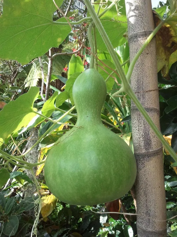 Bottle_Gourd_(Lauki_/_Ghiya)_Oval_Round_Seeds_-_200_gms_-_12_Seeds_-_200_gms_Pack_Of_1