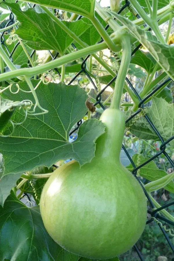 Bottle_Gourd_(Lauki_/_Ghiya)_Oval_Round_Seeds_-_200_gms_-_12_Seeds_-_200_gms_Pack_Of_1