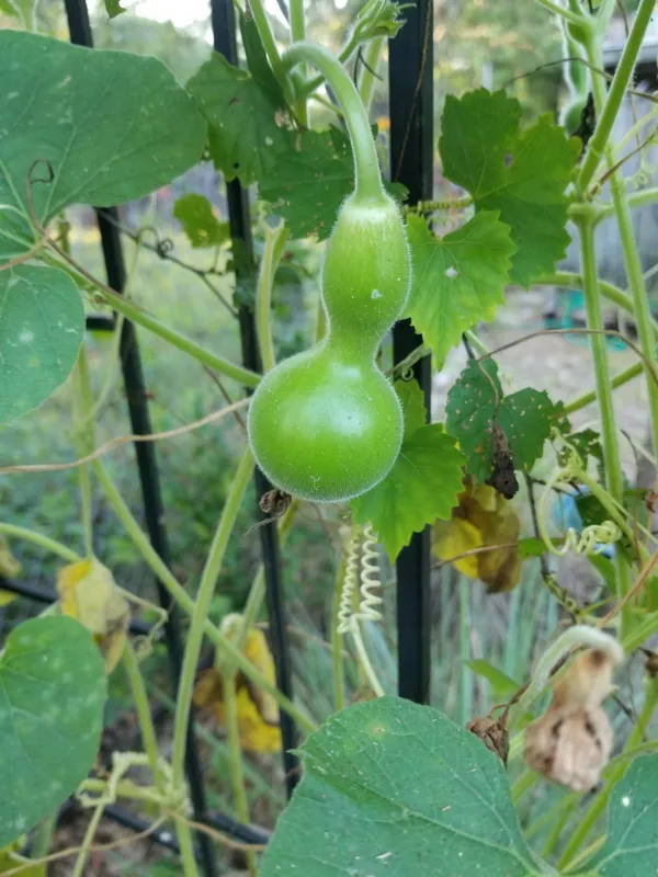 Bottle_Gourd_(Lauki_/_Ghiya)_Oval_Round_Seeds_-_200_gms_-_12_Seeds_-_200_gms_Pack_Of_1