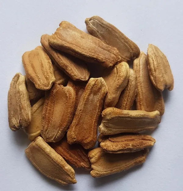 Bottle_Gourd_(Lauki_/_Ghiya)_Oval_Round_Seeds_-_200_gms_-_12_Seeds_-_200_gms_Pack_Of_1