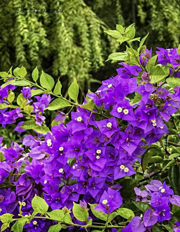 Bougainvillea_Flowering_Plant
