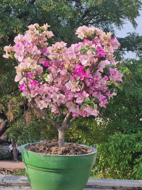 Bougainvillea_Flowering_Plant