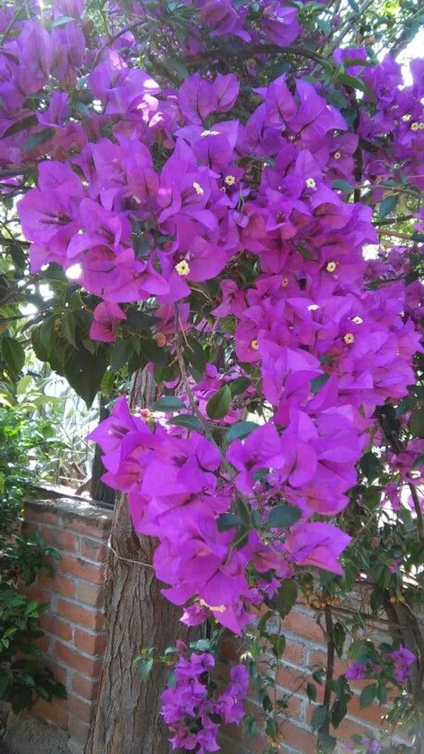 Bougainvillea_Flowering_Plant