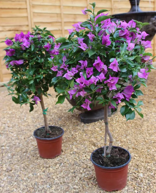 Bougainvillea_Flowering_Plant