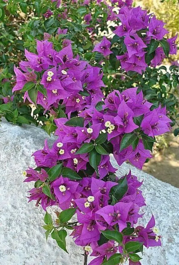 Bougainvillea_Flowering_Plant